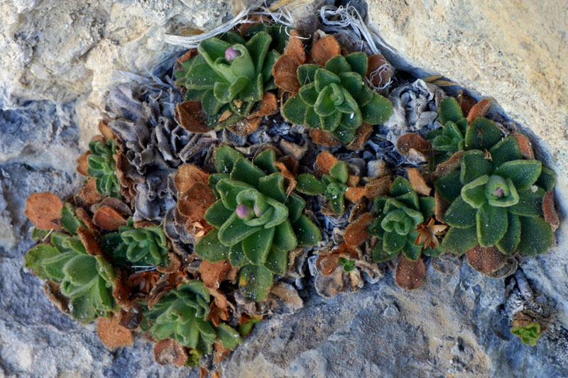 Primula allionii / Primula di Allioni